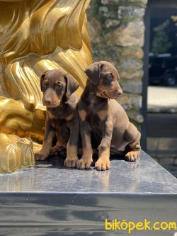 A Kalite Chocolate And Tan Dobermann Yavruları 3