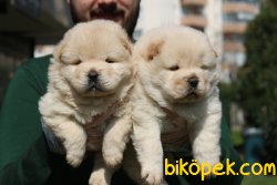 A KALİTE CHOW CHOW YAVRULARI 5