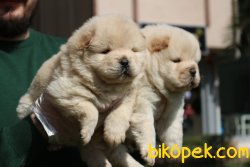 A KALİTE CHOW CHOW YAVRULARI 2