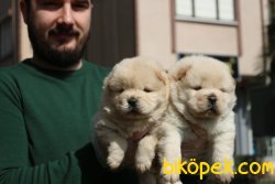 A KALİTE CHOW CHOW YAVRULARI 4