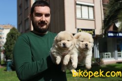 A KALİTE CHOW CHOW YAVRULARI 3