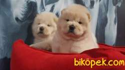 A Kalite Chow Chow Yavruları 2
