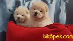 A Kalite Chow Chow Yavruları 3
