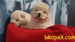 A Kalite Chow Chow Yavruları 1