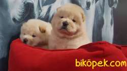 A Kalite Chow Chow Yavruları 4