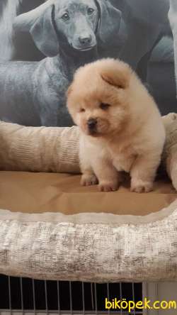 Chow Chow  Yavruları Bu Adreste- İ̇stanbul 3
