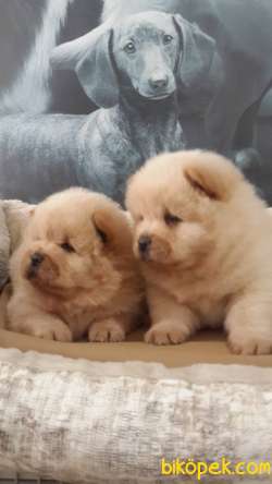 Chow Chow  Yavruları Bu Adreste- İ̇stanbul 1