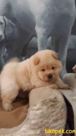 Chow Chow  Yavruları Bu Adreste- İ̇stanbul 2