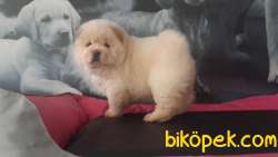 A KALİTE CHOW CHOW  YAVRULARI 2