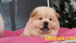 A KALİTE CHOW CHOW  YAVRULARI 1