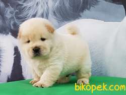 A Kalıte Chow Chow Yavruları 3