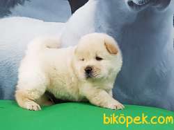 A Kalıte Chow Chow Yavruları 4