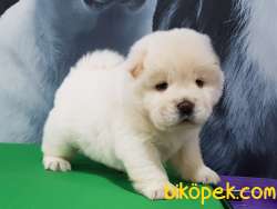 A Kalıte Chow Chow Yavruları 2
