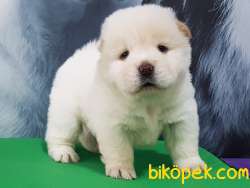 A Kalıte Chow Chow Yavruları 5
