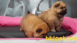 A KALİTE CHOW CHOW YAVRULARIMIZ 4