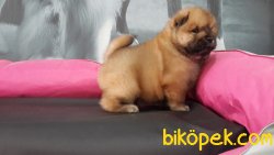 A KALİTE CHOW CHOW YAVRULARIMIZ 5