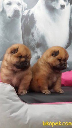 A KALİTE CHOW CHOW YAVRULARIMIZ 4