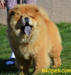 A KALİTE CHOW CHOW YAVRULARIMIZ 1
