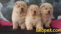 A Kalıte CHOW CHOW YAVRULARIMIZ 4