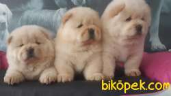 A Kalıte CHOW CHOW YAVRULARIMIZ 1
