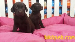 A KALİTE CİKOLATA LABRADOR RETRIEVER YAVRULARIMIZ 2