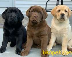 A KALITE ÇİKOLATA LABRADOR RETRIEVER YAVRULARIMIZ 1
