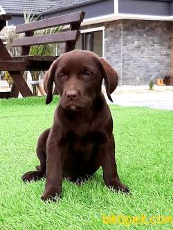 A KALITE ÇİKOLATA LABRADOR RETRIEVER YAVRULARIMIZ 4