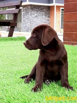 A KALITE ÇİKOLATA LABRADOR RETRIEVER YAVRULARIMIZ 2