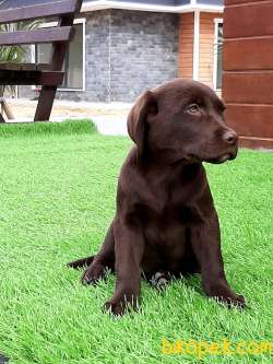 A KALITE ÇİKOLATA LABRADOR RETRIEVER YAVRULARIMIZ 3