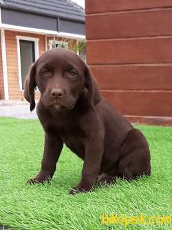 A KALITE ÇİKOLATA LABRADOR RETRIEVER YAVRULARIMIZ 5