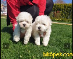 A Kalite Çok Şeker Maltese Terrier Yavrularım 1
