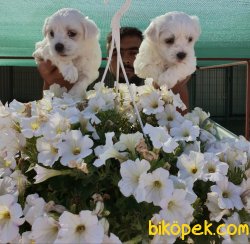 A Kalite Çok Şeker Maltese Terrier Yavrularım 3