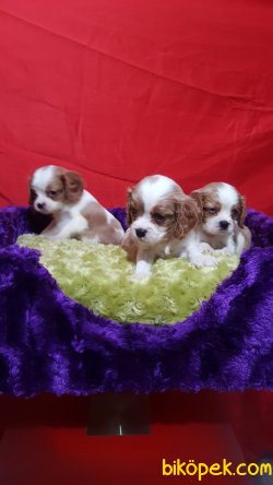 A Kalite Çok Sevimli Cavalier Yavrularım 4