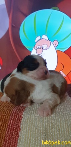 A Kalite Çok Sevimli Cavalier Yavrularım 2