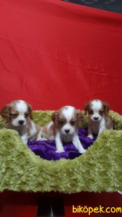 A Kalite Çok Sevimli Cavalier Yavrularım 5