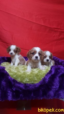 A Kalite Çok Sevimli Cavalier Yavrularım 3