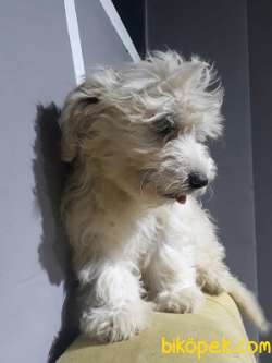 A Kalite Dişi Maltipoo Yavrumuz 2