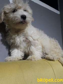 A Kalite Dişi Maltipoo Yavrumuz 3