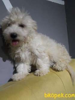 A Kalite Dişi Maltipoo Yavrumuz 1