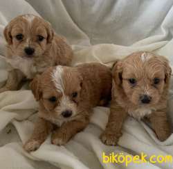 A Kalite Dişi Ve Erkek Maltipoo Yavrularım 3
