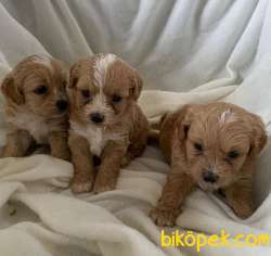 A Kalite Dişi Ve Erkek Maltipoo Yavrularım 4