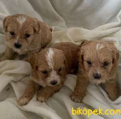 A Kalite Dişi Ve Erkek Maltipoo Yavrularım 1