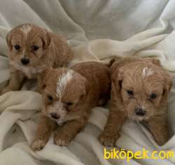 A Kalite Dişi Ve Erkek Maltipoo Yavrularım 2