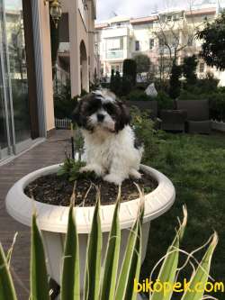 A KALİTE DİŞİ VE ERKEK SHİH TZU YAVRULAR 4