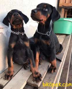 A Kalite Doberman Estetikli Estetiksiz