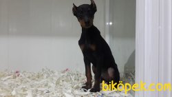 A KALITE DOBERMAN YAVRULARI 2