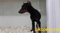 A KALITE DOBERMAN YAVRULARI 1
