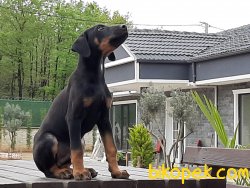 A KALITE Doberman Yavruları 4