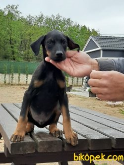 A KALITE Doberman Yavruları 1