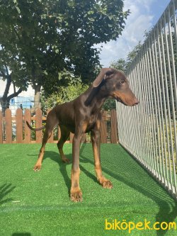 A Kalite Dobermann Chocolate And Tan 1